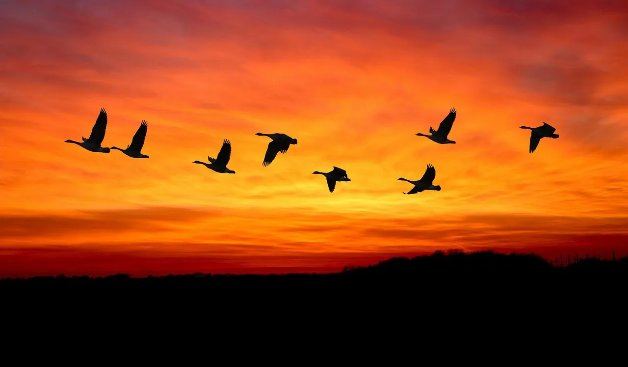 Not All Birds Are Keeping Up (Image Credits: Pixabay)