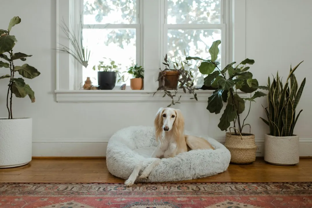 A Note on General Pet Safety Around Plants (Image Credits: Unsplash)
