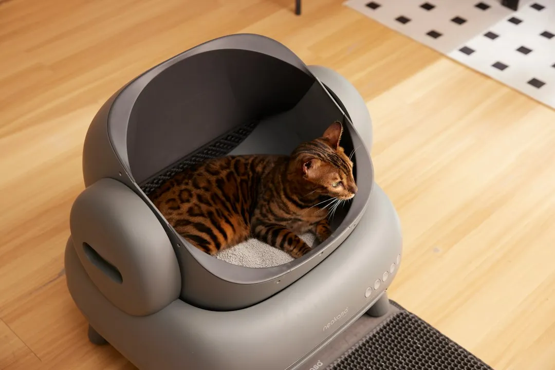 What the Litter Box Can Tell You First (Image Credits: Unsplash)