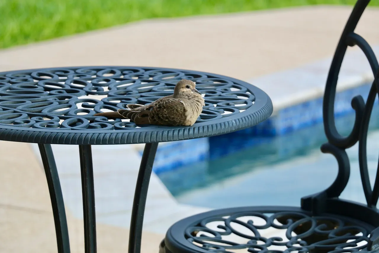 Weather Protection That Patio Covers Simply Can't Match (Image Credits: Pixabay)