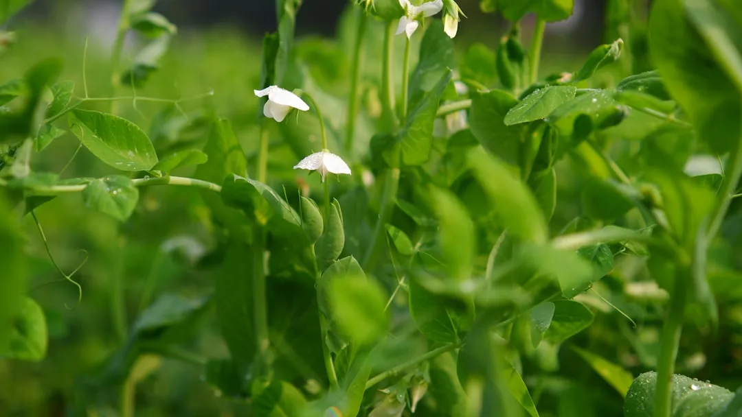 Peas: Why They Sometimes Do Better Out of the Full Sun (Image Credits: Unsplash)