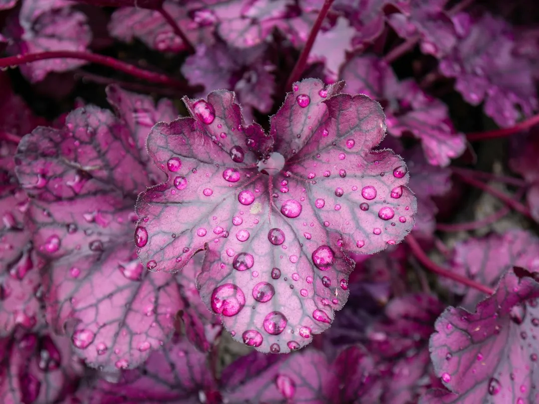 3. Heuchera 'Obsidian' (Coral Bells) (Image Credits: Unsplash)