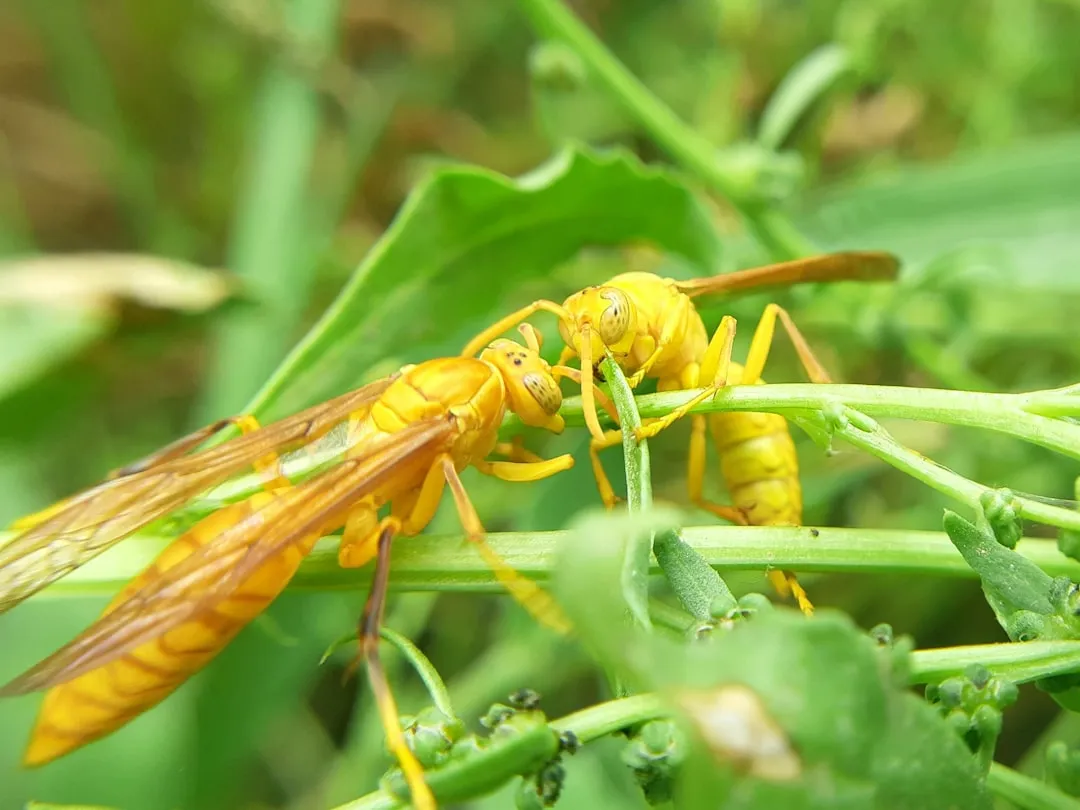 4. Parasitic Wasp (Image Credits: Unsplash)