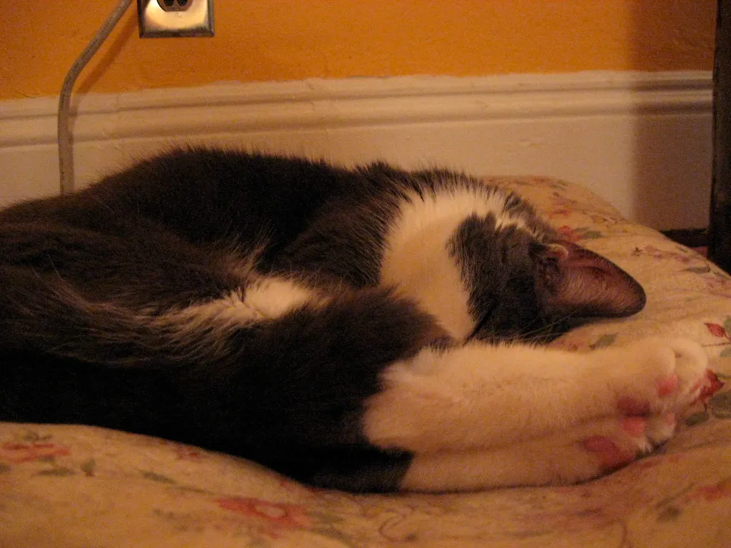 The Tail Wrapped Around You: Feline Affection Made Visible (libraryrachel, Flickr, CC BY 2.0)