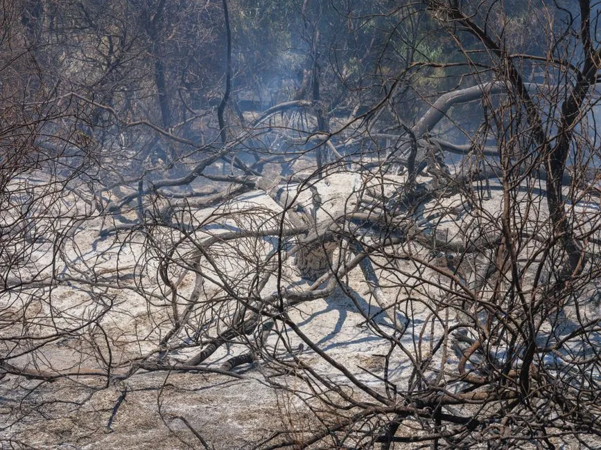 What Wildfire Ash Actually Contains (Image Credits: Pexels)