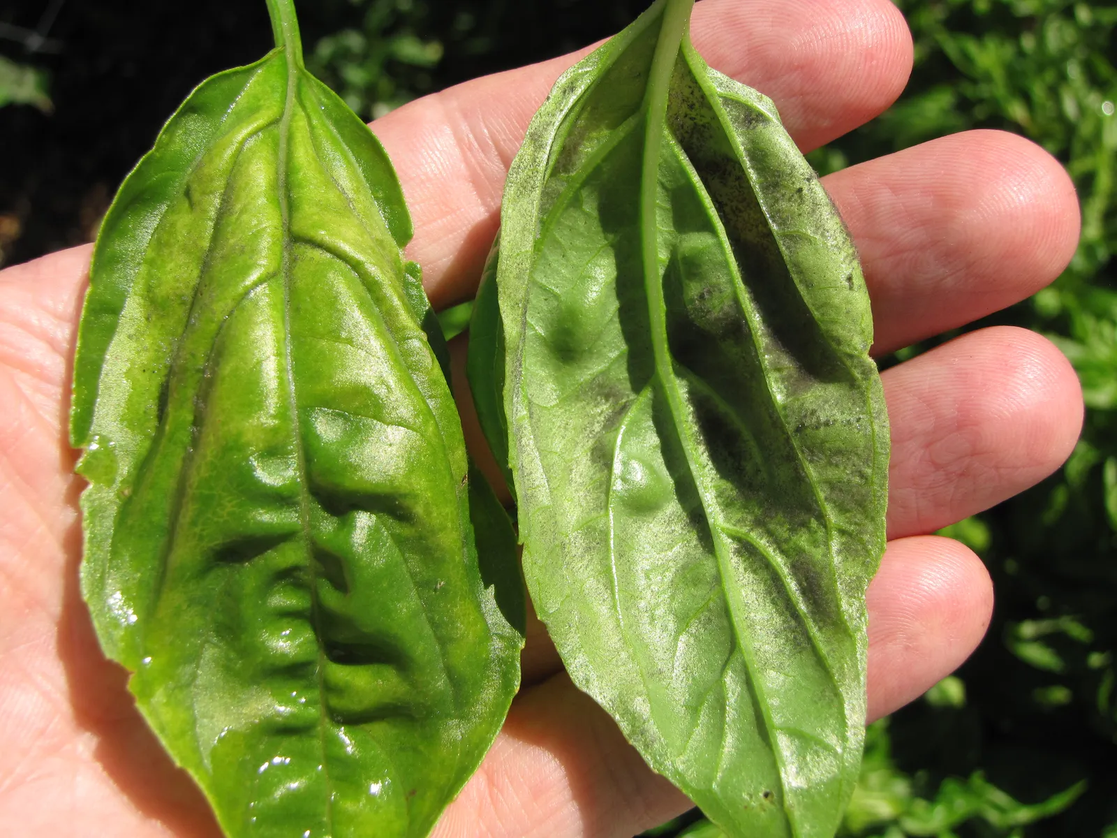 Basil Downy Mildew Is Spreading More Aggressively (starr-110822-8249-Ocimum_basilicum-leaves_with_basil_downy_mildew_Peronospora_belbahrii-Hawea_Pl_Olinda-Maui, CC BY 3.0 us)