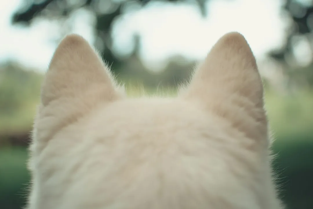 Their Hearing Reaches Far Beyond Human Range (Image Credits: Unsplash)