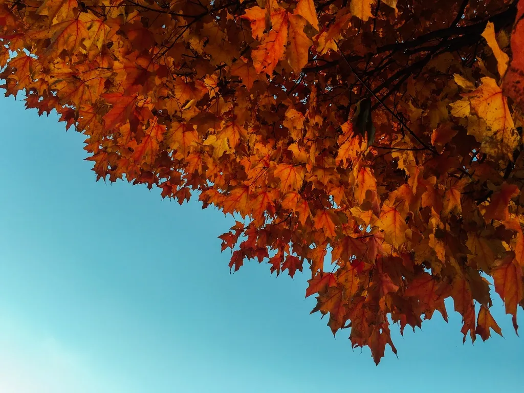 Why Fall Color Varies Year to Year (Image Credits: Rawpixel)