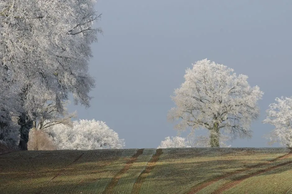 Trees, Moisture, and the Garden Microclimate (Image Credits: Pexels)