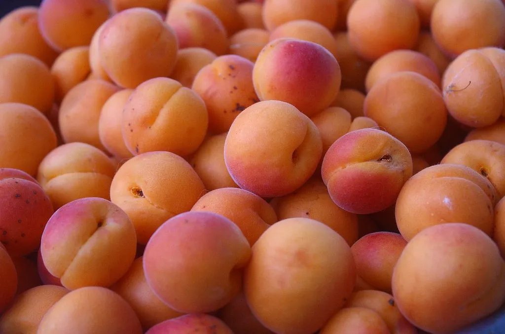 5. Apricot: An Early-Season Reward (naturalflow, Flickr, CC BY-SA 2.0)