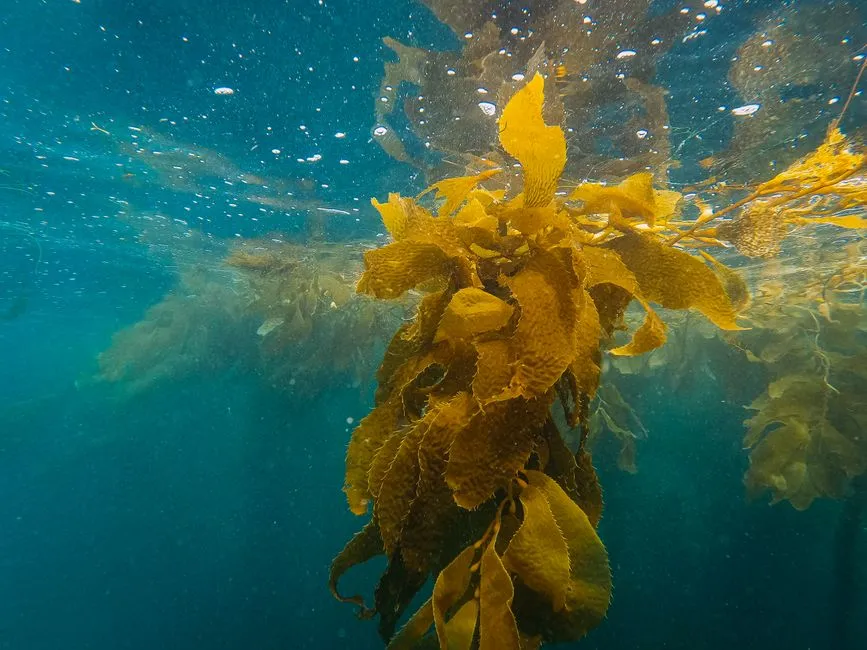 What Kelp Forests Actually Are (Image Credits: Pexels)