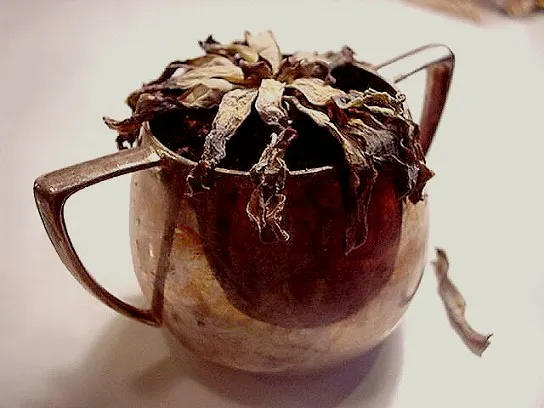 Overwatering: The Number One Killer (EraPhernalia Vintage . . . [''playin' hook-y''] ;o, Flickr, CC BY-SA 2.0)