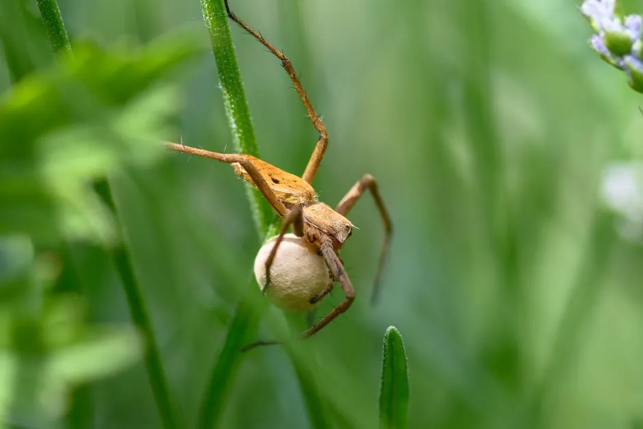 Some Species Die Off, But Leave Eggs Behind (Image Credits: Pexels)