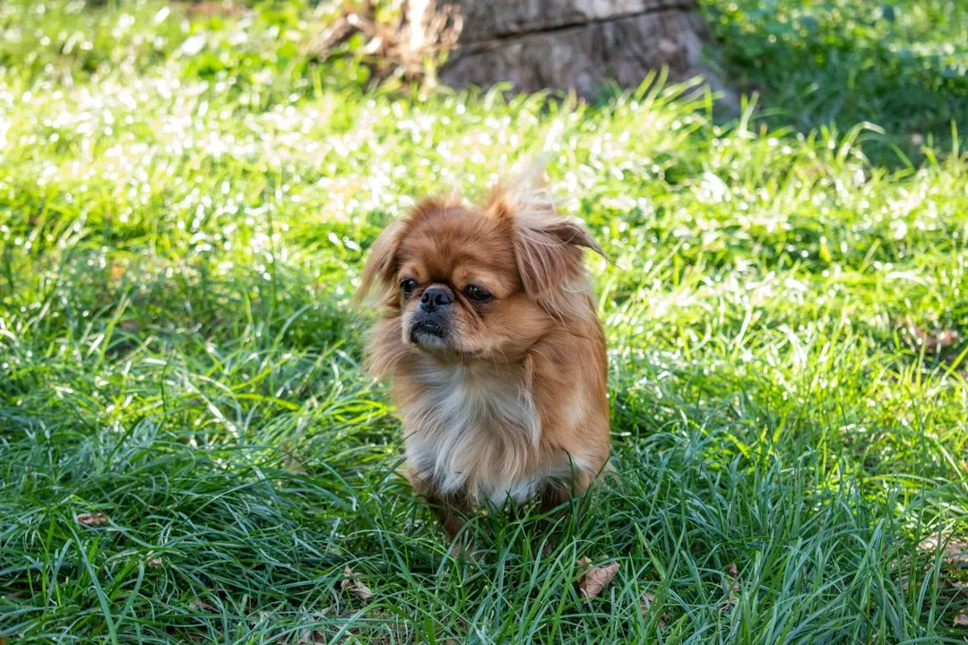 2. Tibetan Spaniel: An Ancient Companion Built to Last (Image Credits: Unsplash)