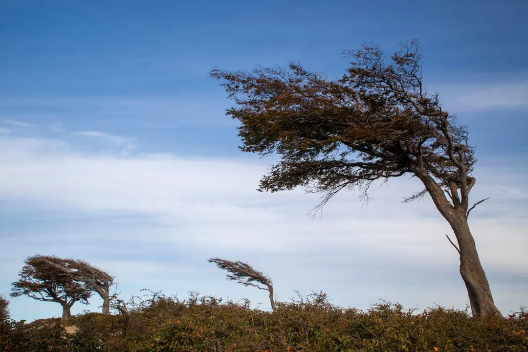How Windbreaks Actually Work: The Science of Shelter (Image Credits: Unsplash)