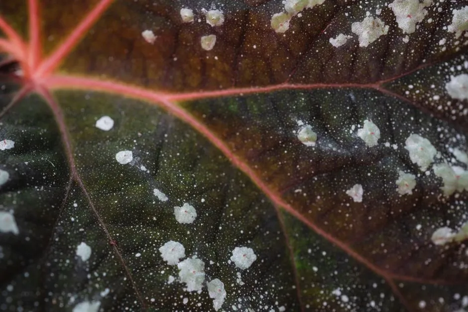 What Powdery Mildew Actually Does to a Plant (Image Credits: Pexels)