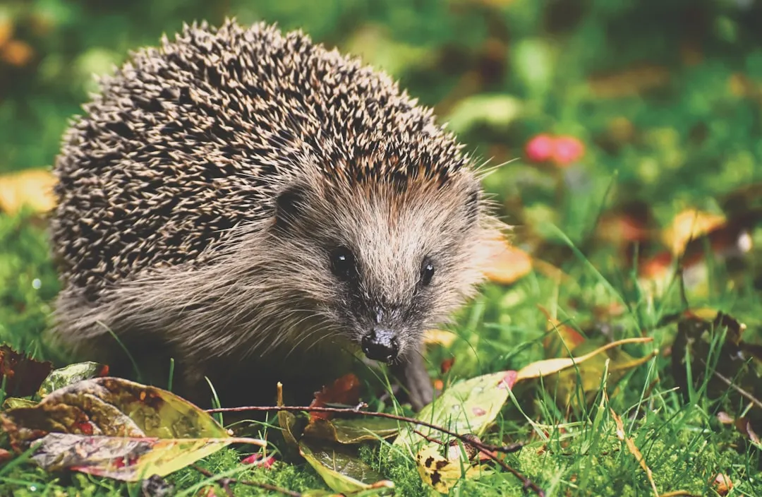 Ditch the Pesticides and Slug Pellets (Image Credits: Unsplash)