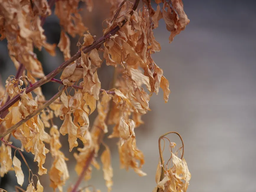 7. Plants Wilt Even After Watering (Image Credits: Pexels)