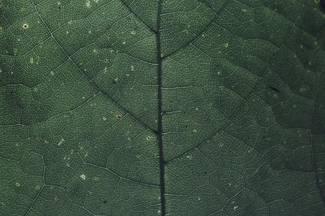 How Magnesium Fuels Photosynthesis (Image Credits: Pixabay)