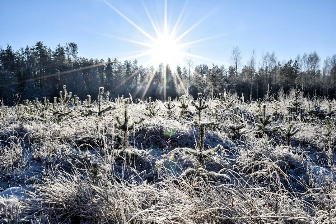 Seasonal Differences Add Another Layer (Image Credits: Unsplash)