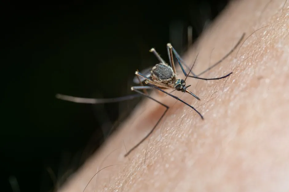 How Quickly the Mosquito Life Cycle Unfolds (Image Credits: Pexels)