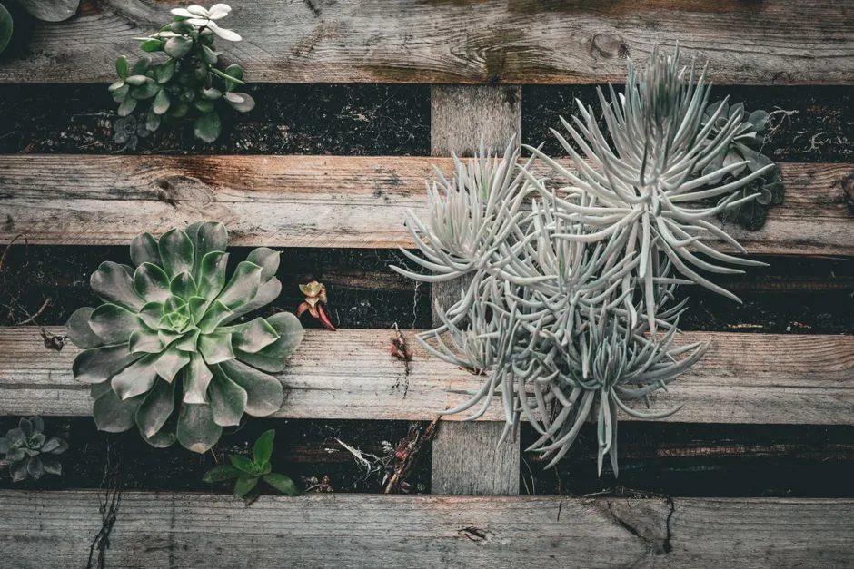 Why a Pallet Makes Such a Good Planter (Image Credits: Pexels)