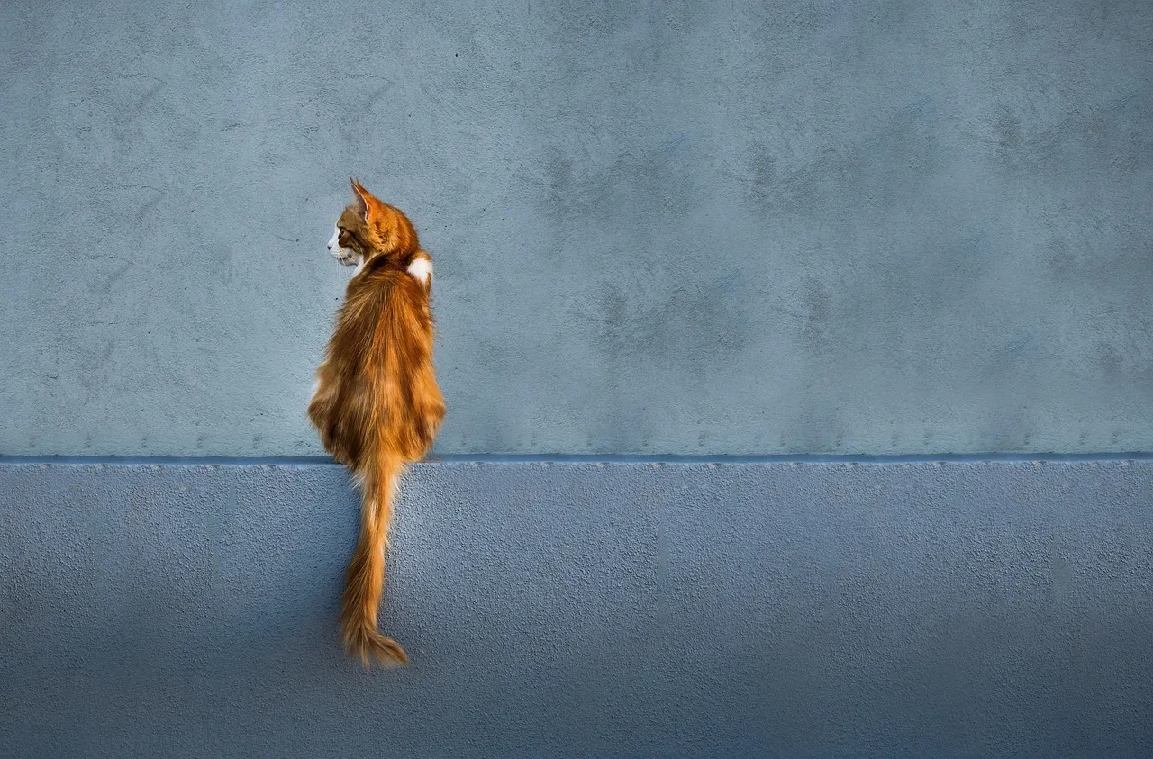 What Tail Language Ultimately Tells You (Image Credits: Pixabay)