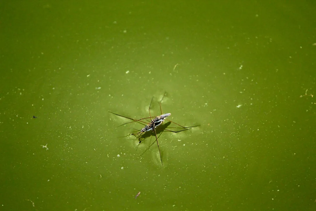 Other Pests That Follow the Moisture (Image Credits: Unsplash)