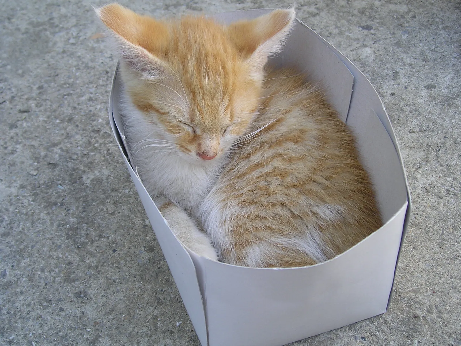 The Sensory Appeal of Cardboard (My PC, Public domain)
