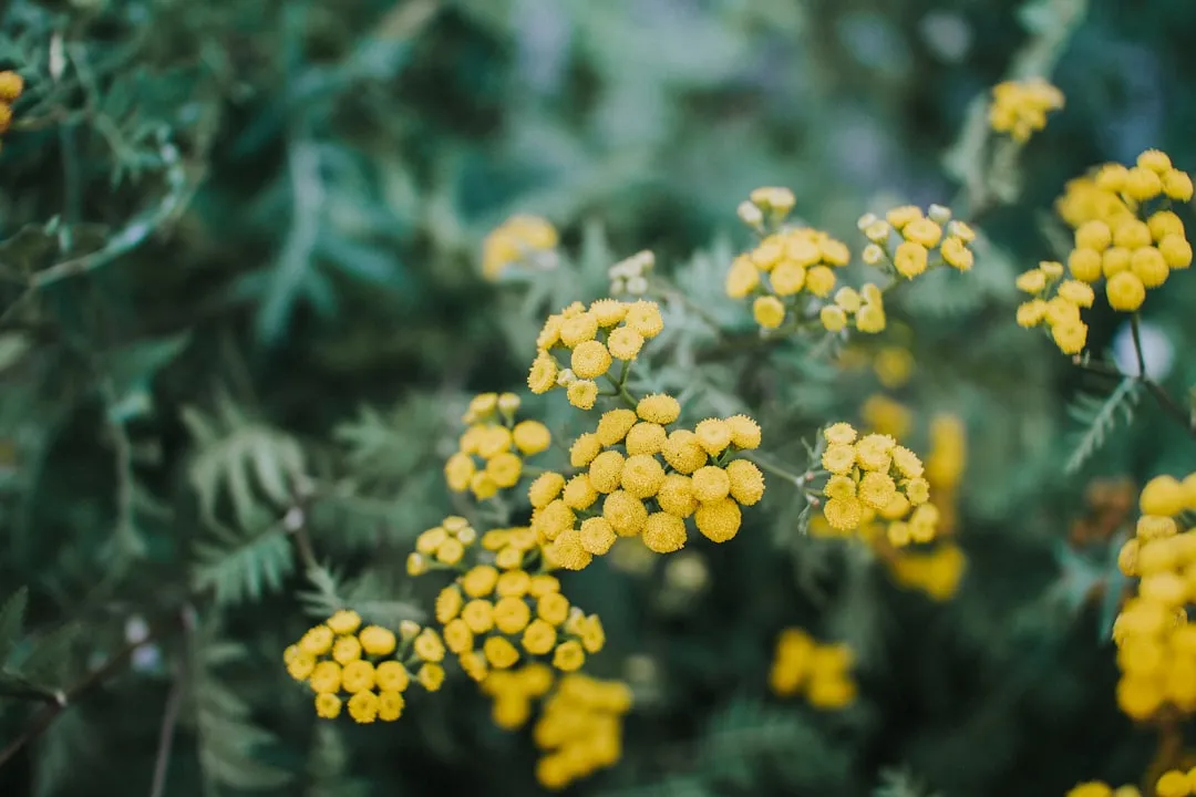 6. Yarrow (Achillea millefolium) (Image Credits: Unsplash)