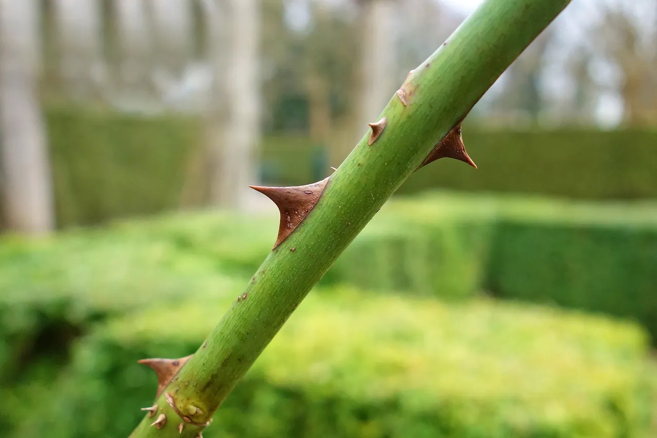 Sporotrichosis: The Infection Hidden in Rose Thorns and Soil (Image Credits: Pixabay)