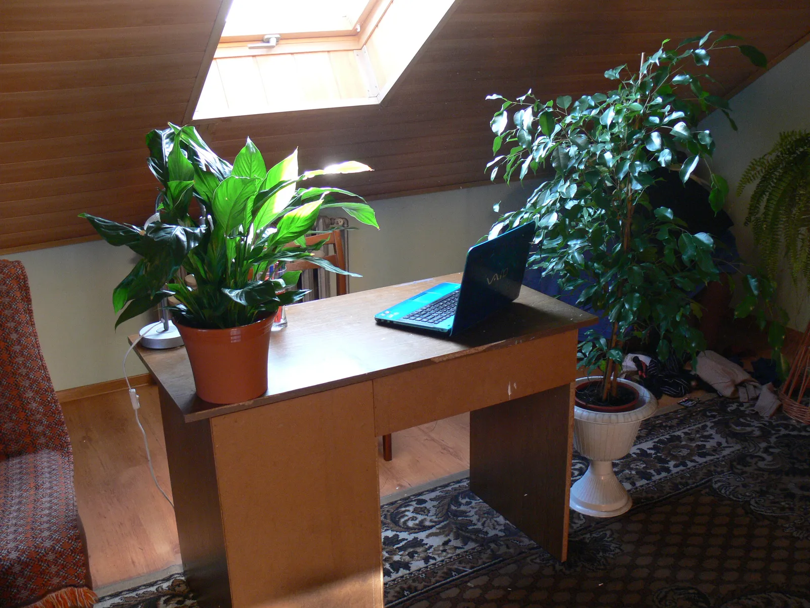 How Often You Should Really Be Rotating Your Plants (Self-photographed, CC BY-SA 3.0)