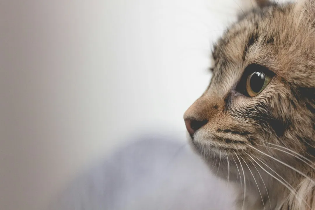 What Vets Actually Test For (Image Credits: Unsplash)