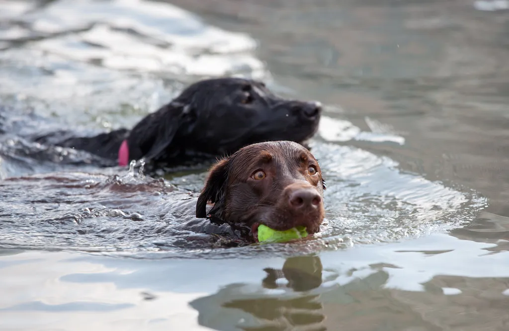 Breed Instincts Play a Real Role (Lars Plougmann, Flickr, CC BY-SA 2.0)