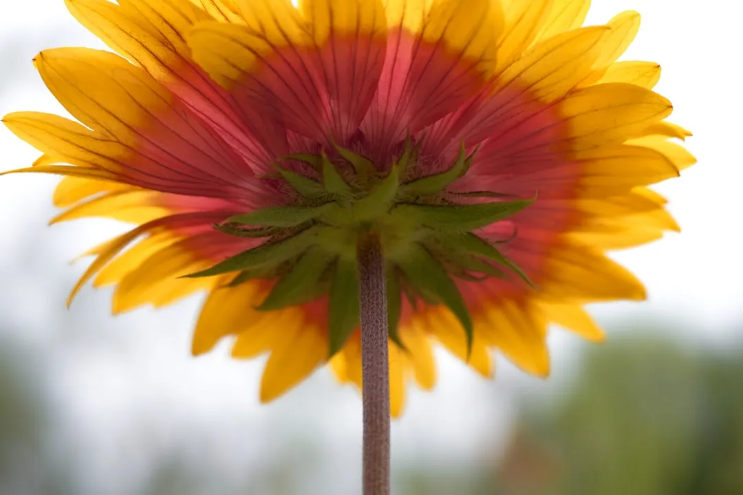 3. Gaillardia (Blanket Flower): A Prairie Native With Endurance (Image Credits: Unsplash)