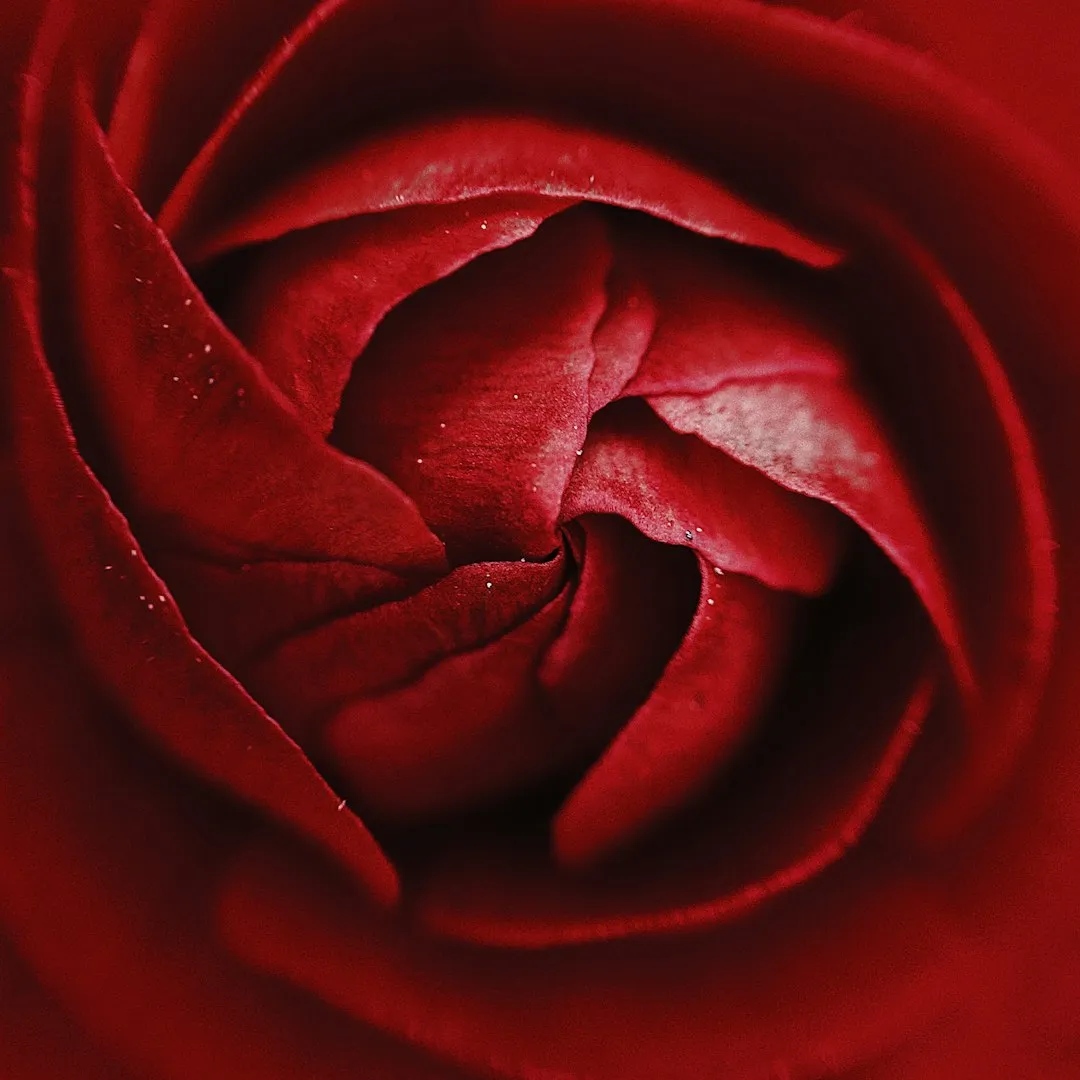 How Deep Rose Roots Actually Need to Go (Image Credits: Unsplash)