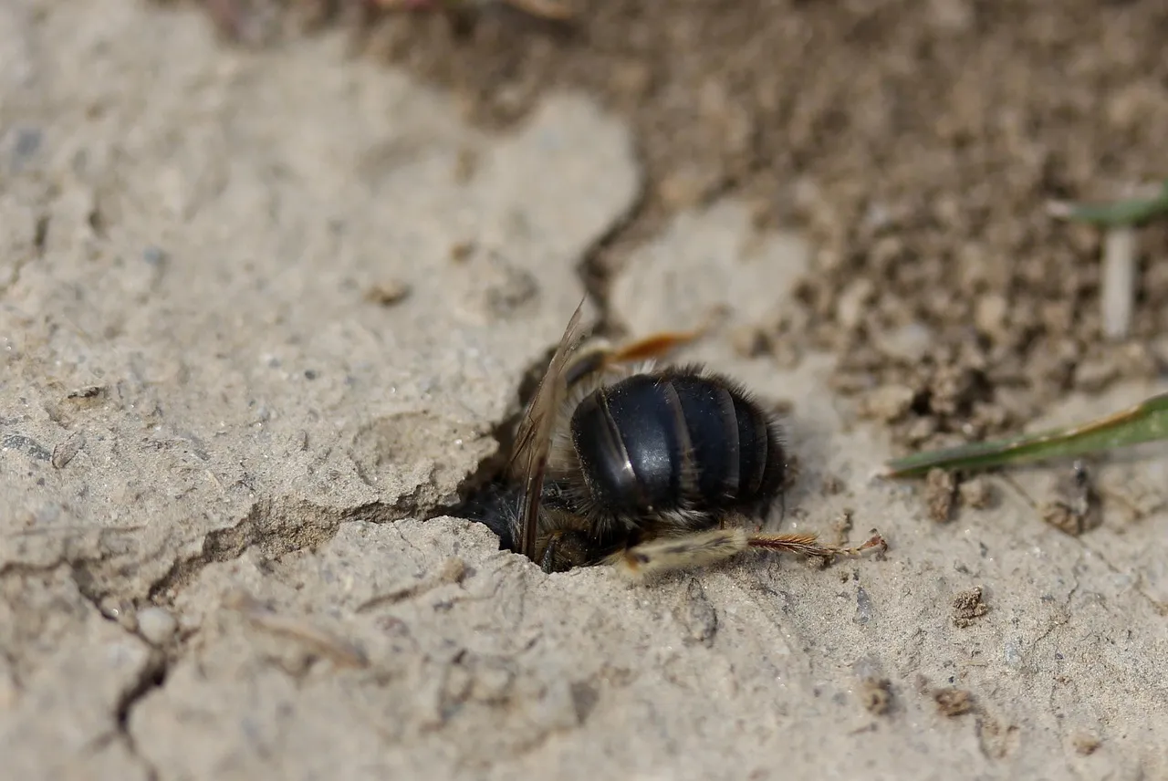 Skunks and Raccoons: Foraging Holes vs. Burrow Holes (Image Credits: Pixabay)