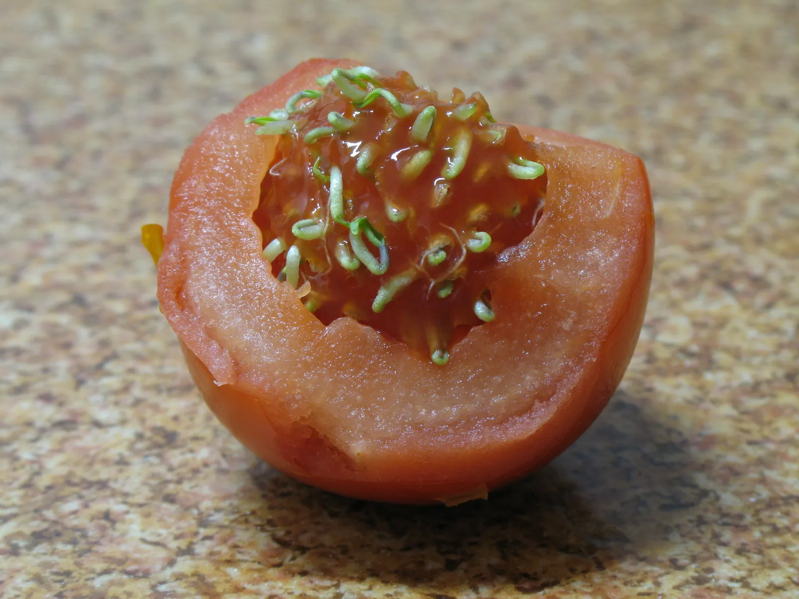 The Takeaway (premature sprouting, CC BY 2.0)