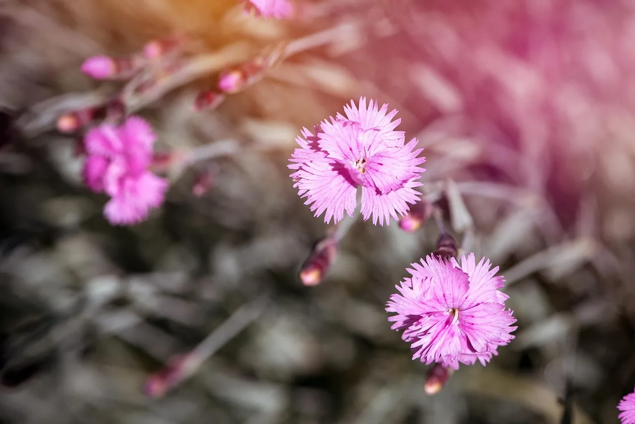 In-Ground Gardening Is Still a Legitimate, Effective Choice (Image Credits: Pixabay)