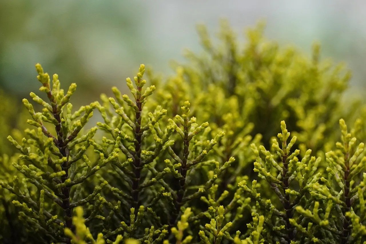 Windbreaks, Soil Health, and Pollinators (Image Credits: Pixabay)