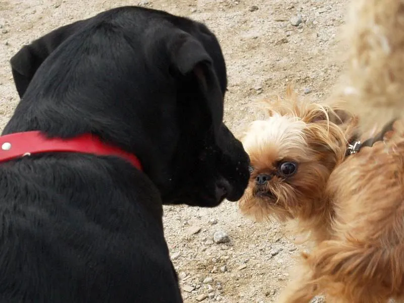 The Bigger Picture: Learning Your Dog's Language (Hunter-Desportes, Flickr, CC BY 2.0)