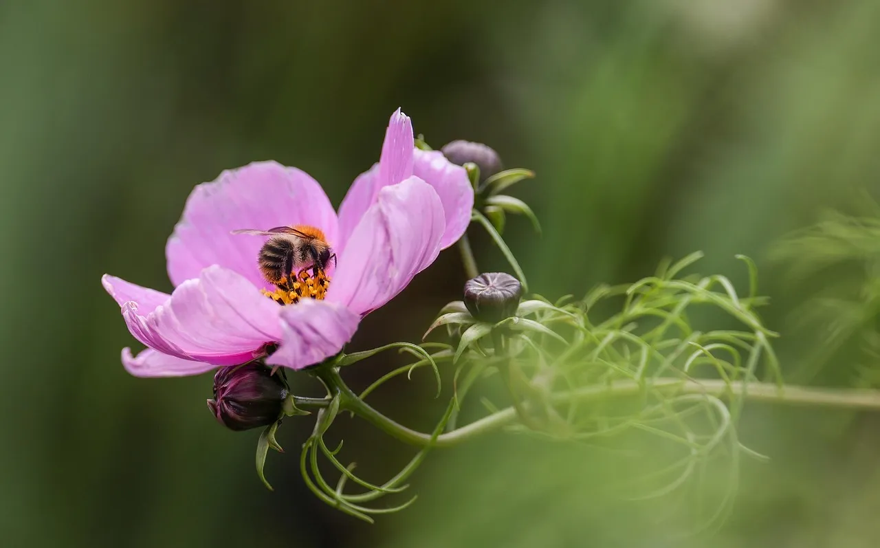 Bridging the Gap: Late Spring Into Early Summer (Image Credits: Pixabay)
