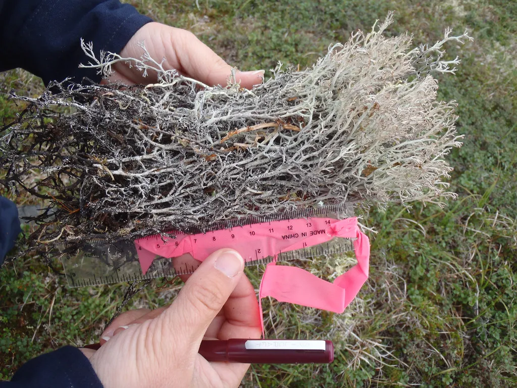 The Scale of Scientific Monitoring (BLM Alaska, Flickr, CC BY 2.0)