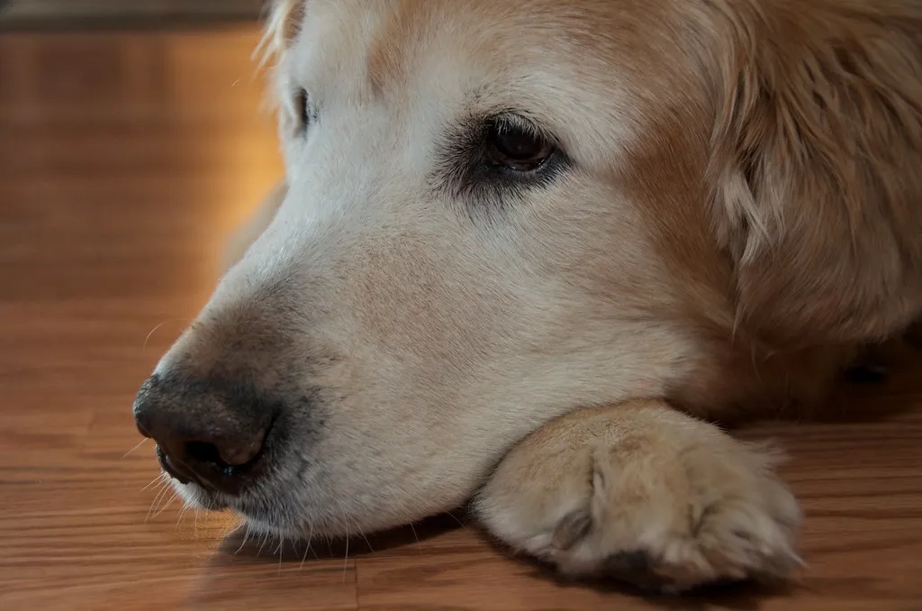 Breed Differences in Pain Sensitivity Are Documented (pmarkham, Flickr, CC BY-SA 2.0)