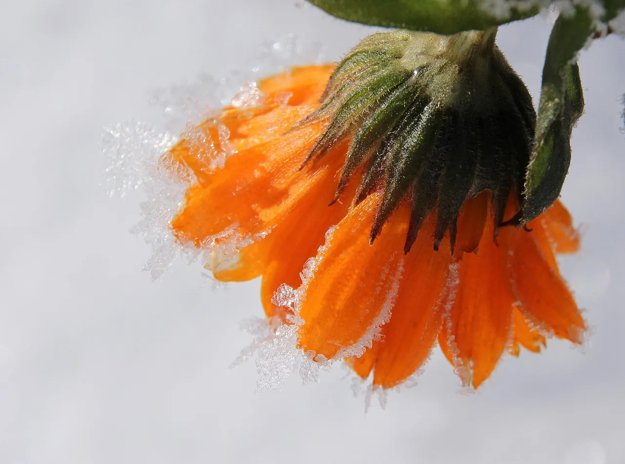 1. Marigolds (Tagetes spp.) - The Underground Defenders (Image Credits: Pixabay)