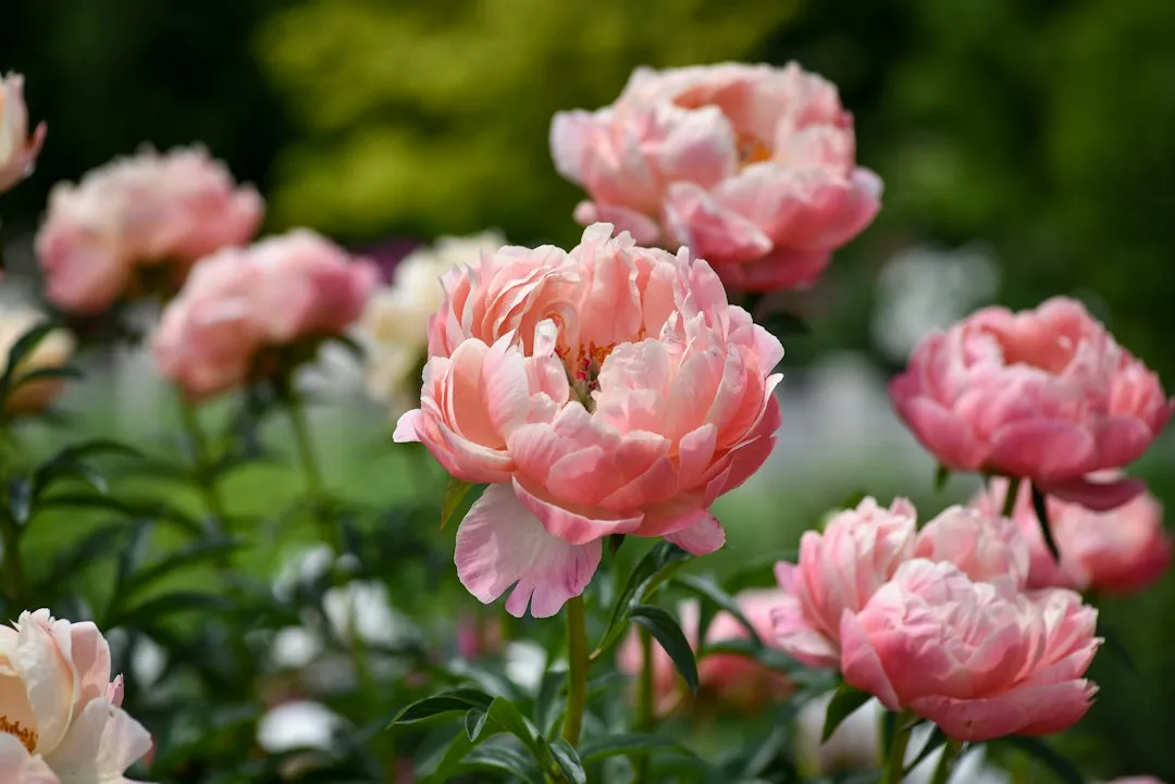 5. Peony (Paeonia spp.): Cold Winters Actually Make Them Better (Image Credits: Unsplash)