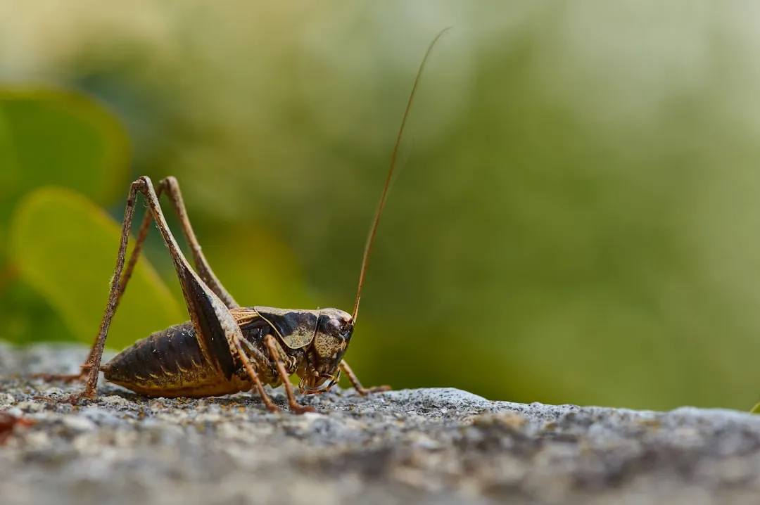 1. That Steady, Pulsing Chirp: Crickets (Image Credits: Unsplash)