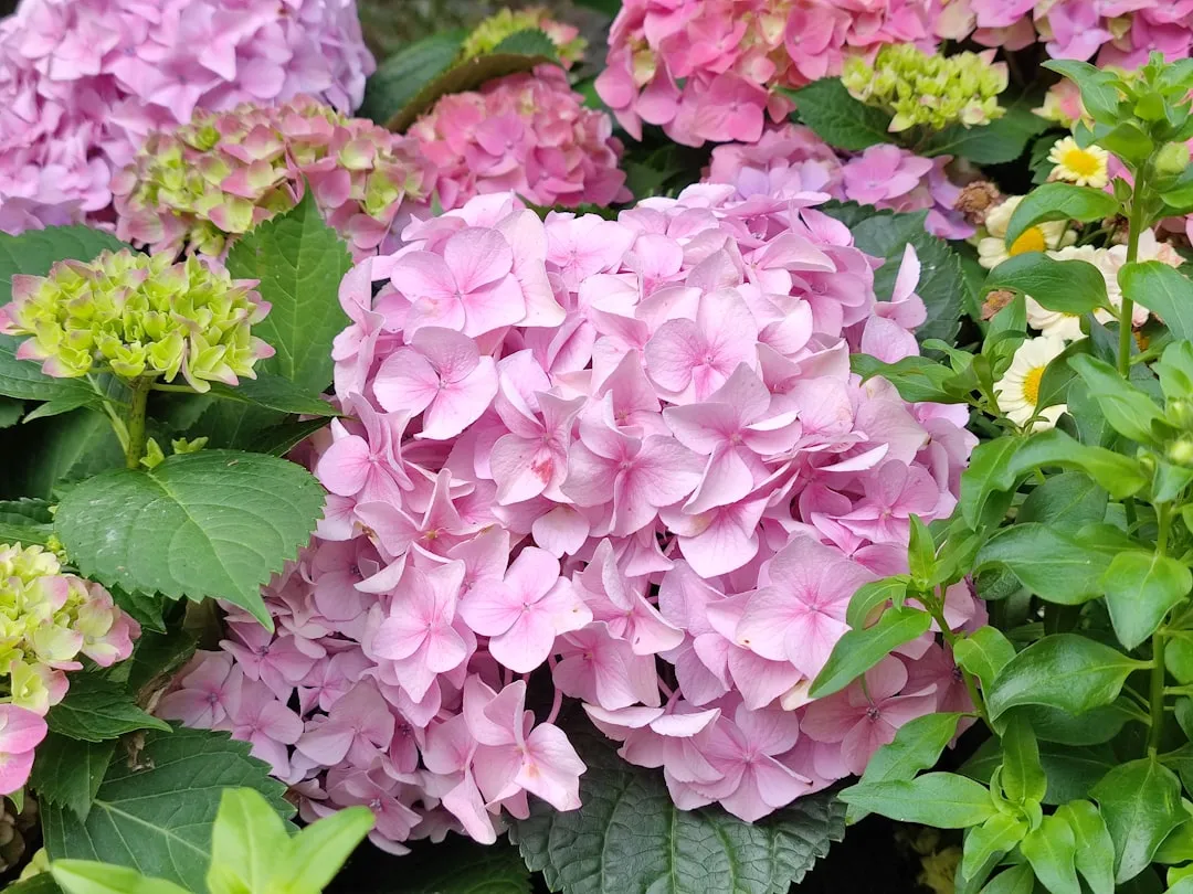 Alkaline Soil and the Return of Pink (Image Credits: Unsplash)