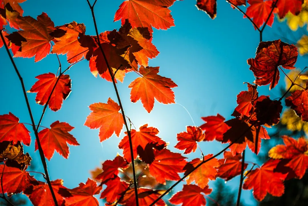 Why More Leaves Are Red in America Than in Europe (Image Credits: Unsplash)
