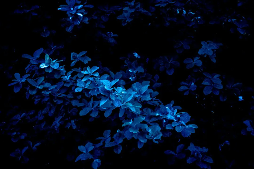 Plants Are Programmed to Grow After Dark (Image Credits: Unsplash)
